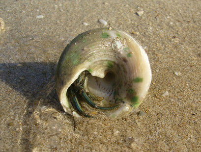 Алла Серафимовская