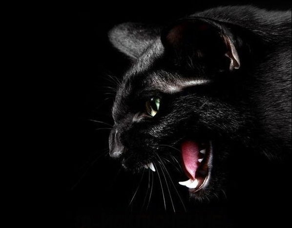 Елена Зинченко