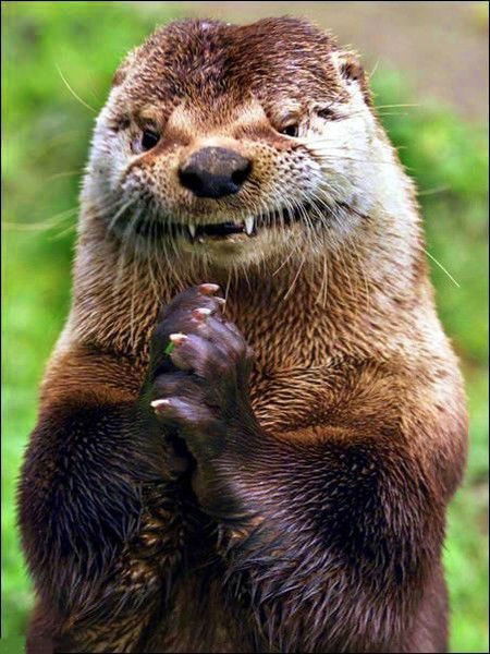 Мил Человек