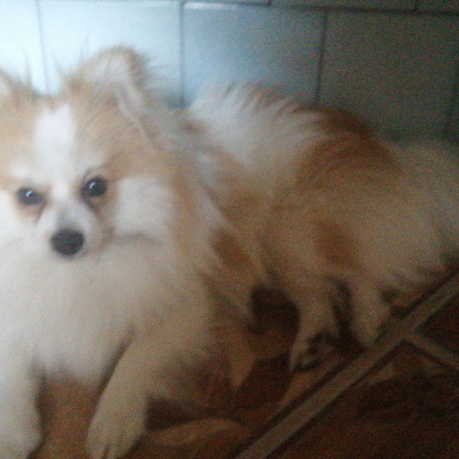 Андрей Карпович