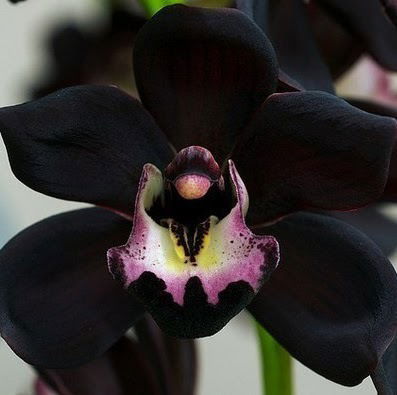 Халиулина Ирина