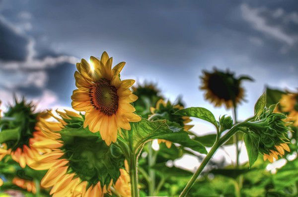 Наиля Ахмадуллина