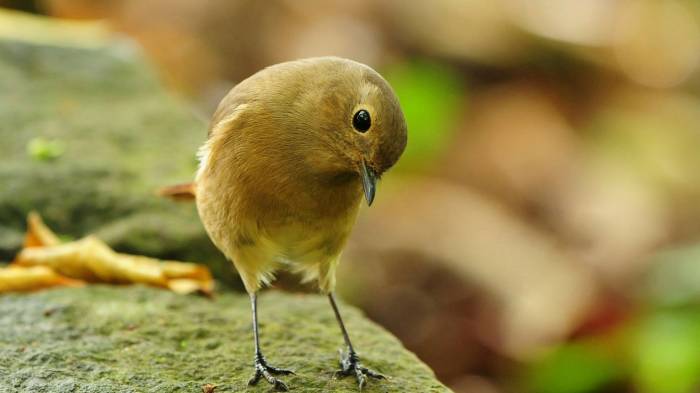 Любопытная Такая