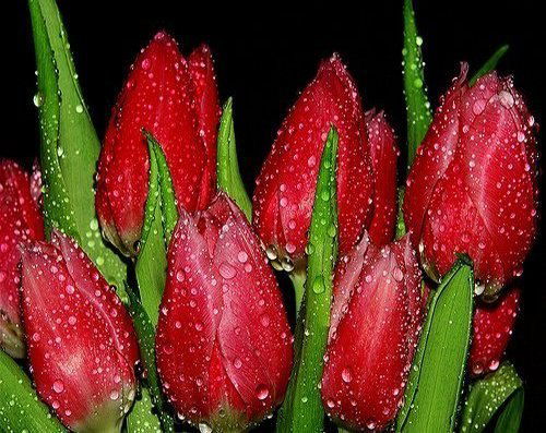 Зульфия Баталова