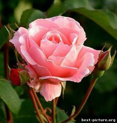 Наталья Пахомова