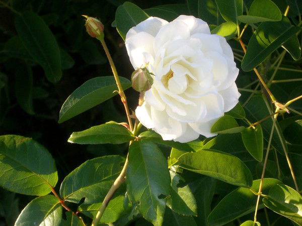 Алла Десятниченко