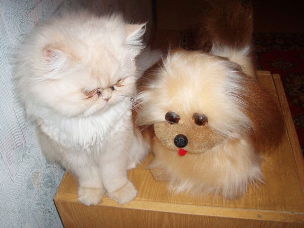 Галина Садчикова