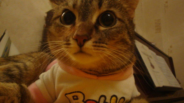 Оксана Готовцева