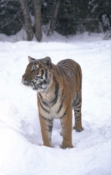 Максим Михайлов