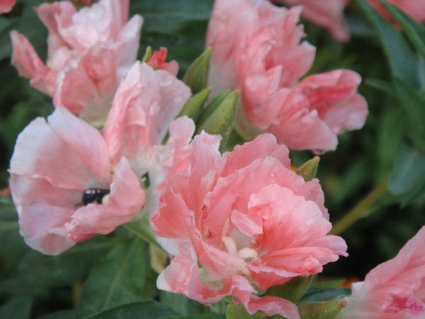 Ирина Капитонова