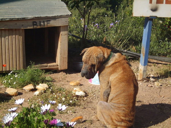 Дмитрий Дим