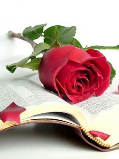 Наргиза Хаджиева