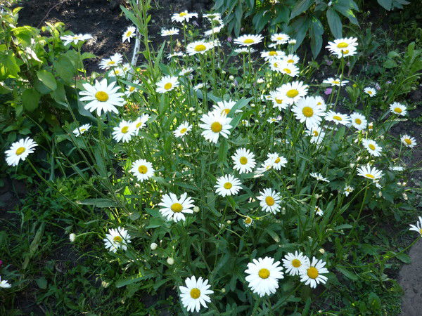 Зуля Мусина