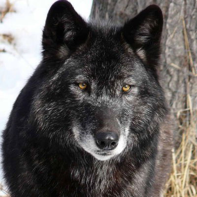 Виталя Комлев