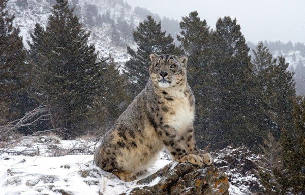 Евгений Щуплов