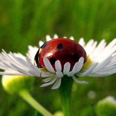 Svetlana ☼✿ܓ❀ღ ✿ *777*777*