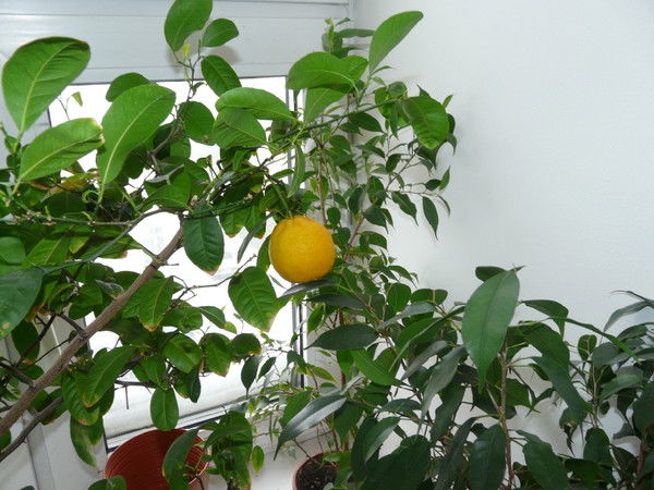 Дунаев Владислав