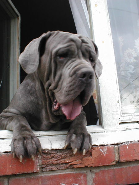 Александр Гайденко