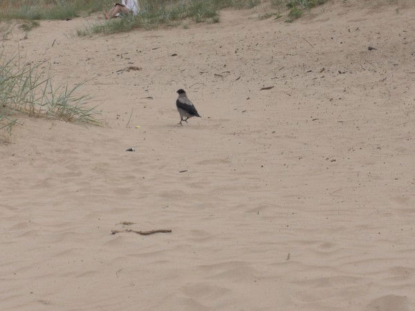 Галина Мойер