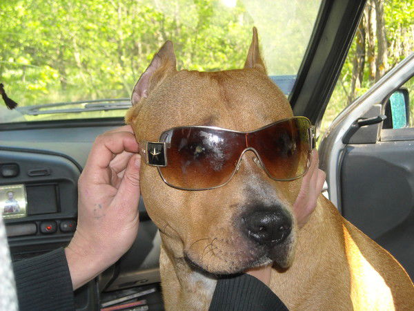 Василий Старшинов