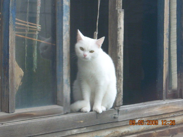 Слава Новиков