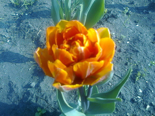 Светлана Трищук