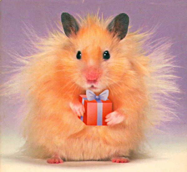 Ангелина Щерба