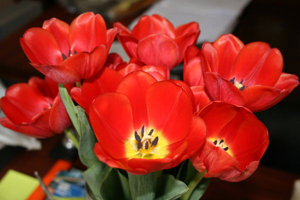 Наталья Белослудцева