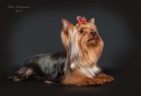 Света Сивова