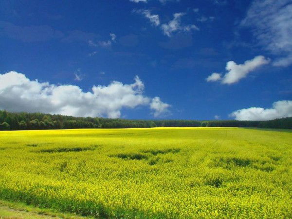 Залия Шарафутдинова