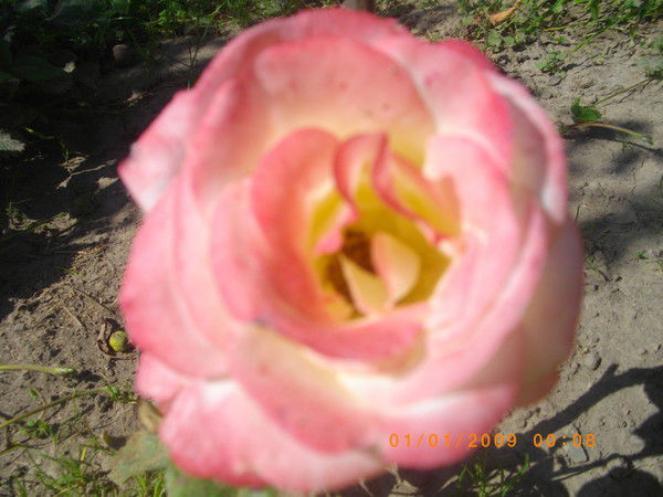 Жанна Вишнивецька