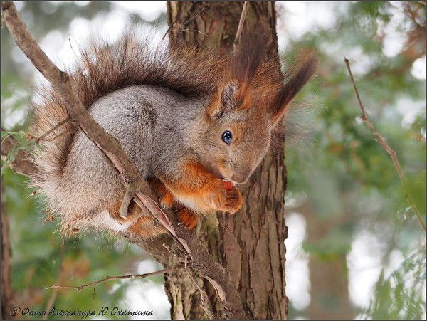 Левина Светлая