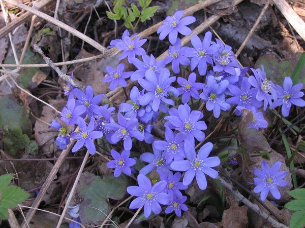 Петрова Елена