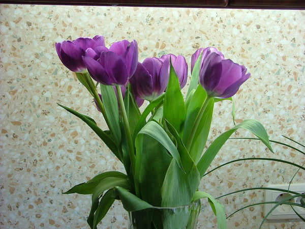 Продукт Качественный