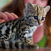 Маша Алексеева