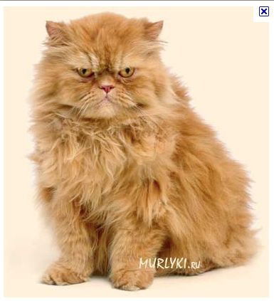 Игорь Игорь