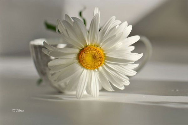 Неля Баширова