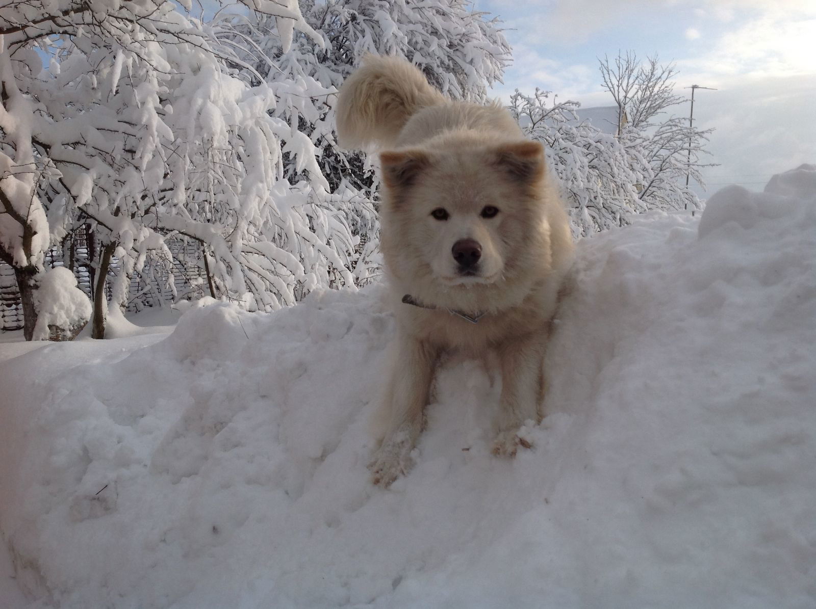 Анна Дикарева(Карпова)
