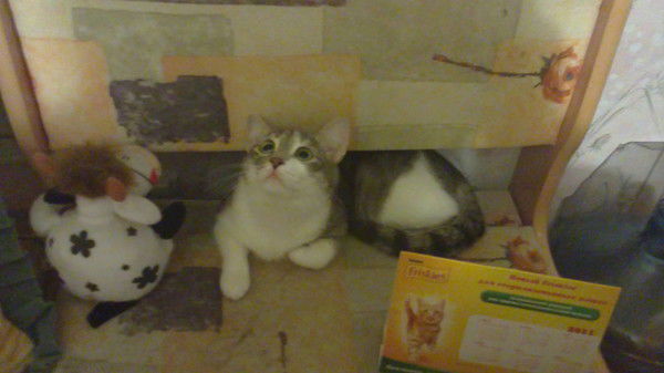 Ольга Щербинина