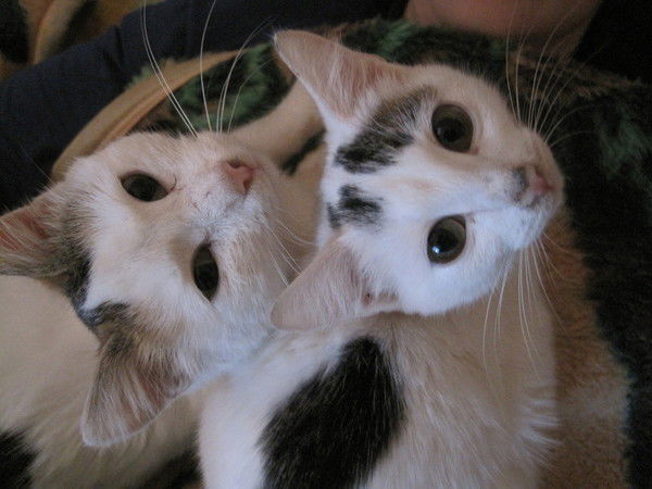 Светлана Корнева