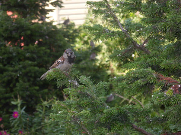 Татьяна Чернявская