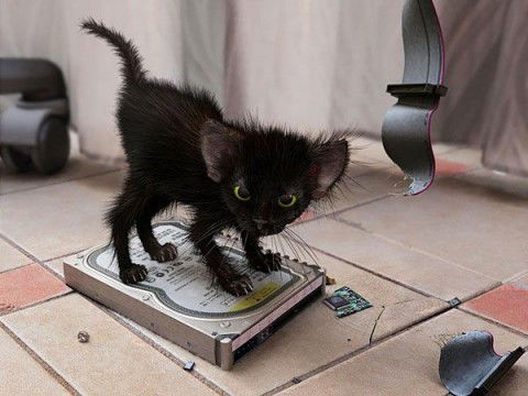 Александр Вежновец