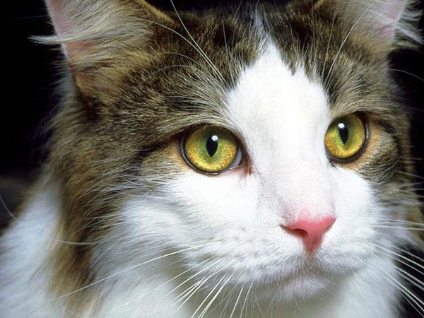 Владимир Козырь