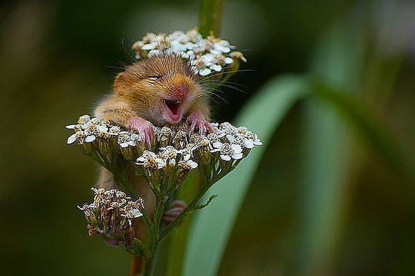 Ольга Николаева