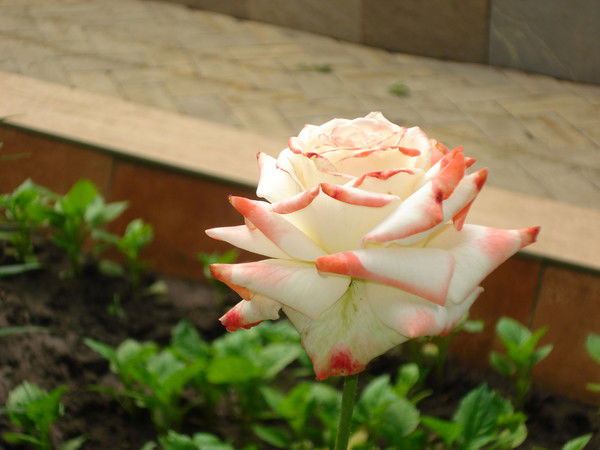 Алла Гетьман