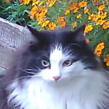 Нинель Ковешникова