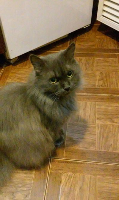 Игорь Галицкий