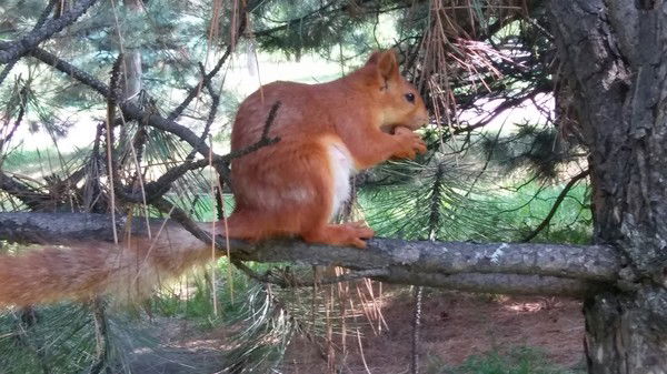 Таня Джамангаринова