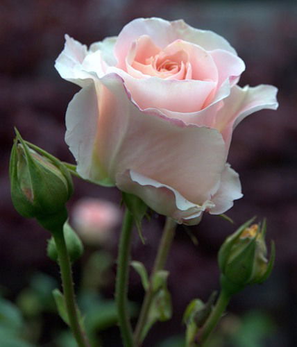 Гулиа Хашамова