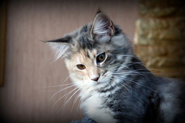 Вова Мезенцев